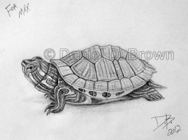 Baby Red-Eared Slider Turtle, Daniel D. Brown, 2012, Pencil