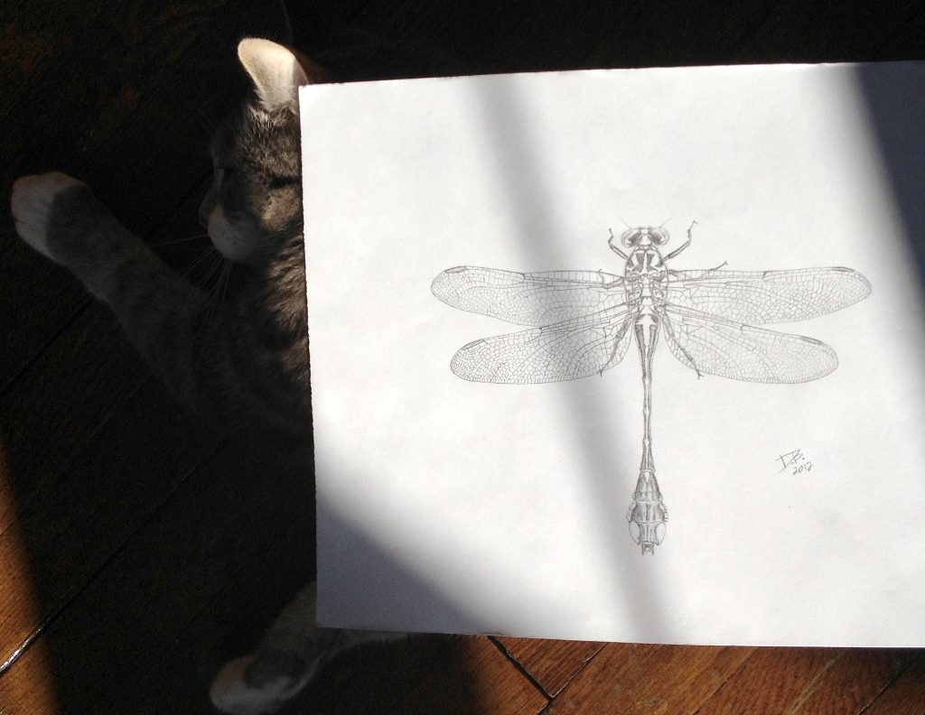 Dragonfly on cat