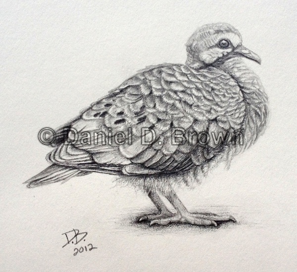 Mourning Dove Chick, Daniel D. Brown, 2012, Pencil