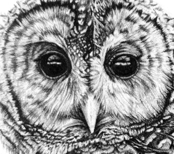 "Barred Owl"