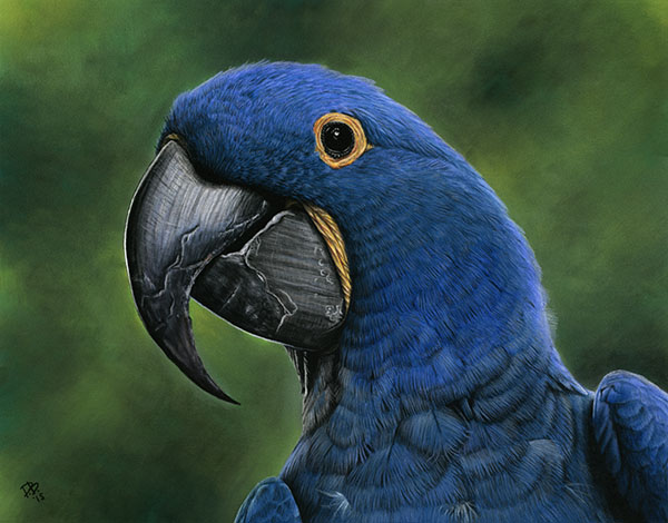 "Benito" the Hyacinth Macaw