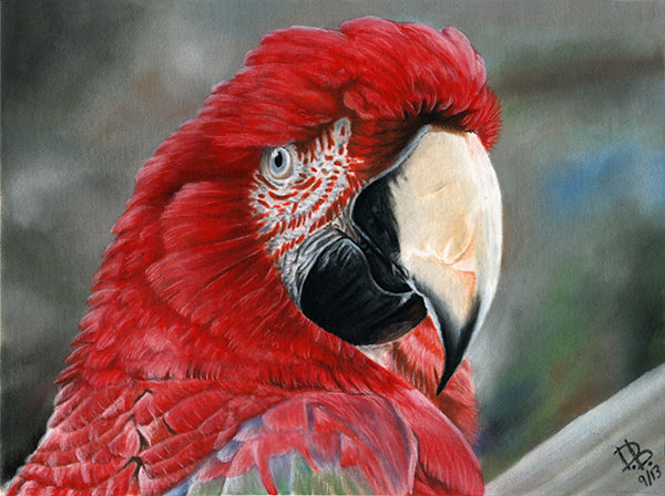 "Killer the Green-Winged Macaw"