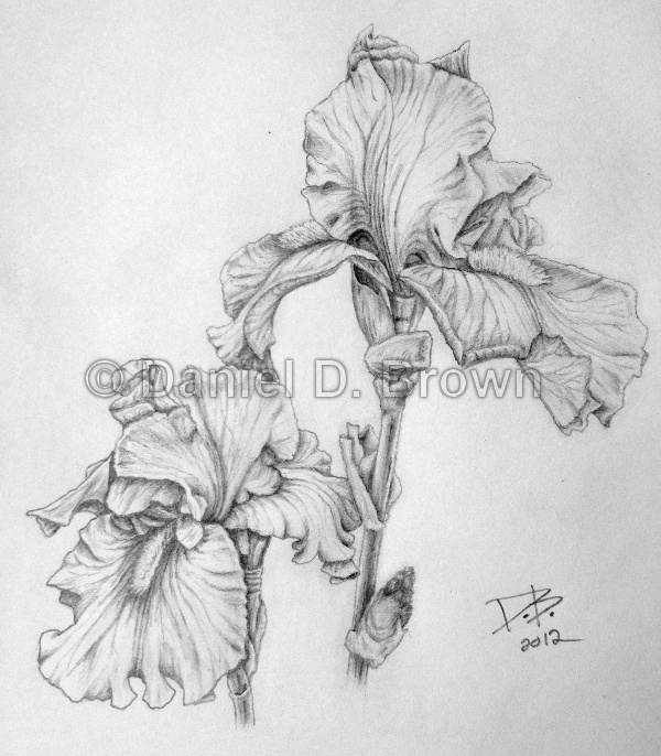 Mother's Day Irises, Daniel D. Brown, 2012, pencil - Laughing Mantis Studio