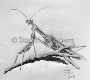 Preying Mantis, Daniel D. Brown, 2012, Pencil