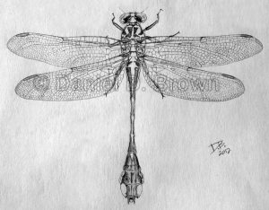 Beaverpond Clubtail dragonfly (Gomphus borealis), Daniel D. Brown, 2012, pencil