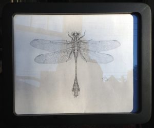 Beaverpond Clubtail Dragonfly